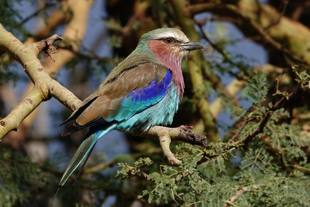 Birdlife in the Waterberg bushveld